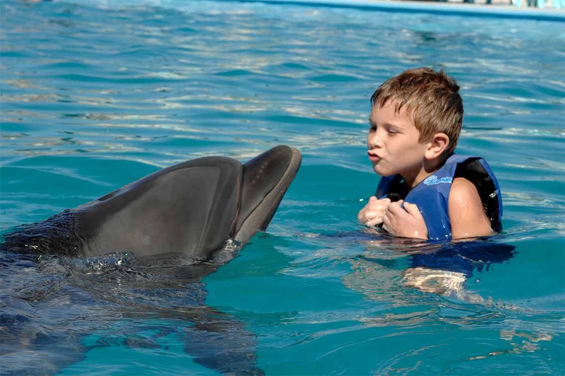 Des visiteurs en combinaison de plongée serrent la nageoire d'un dauphin dans l'eau
