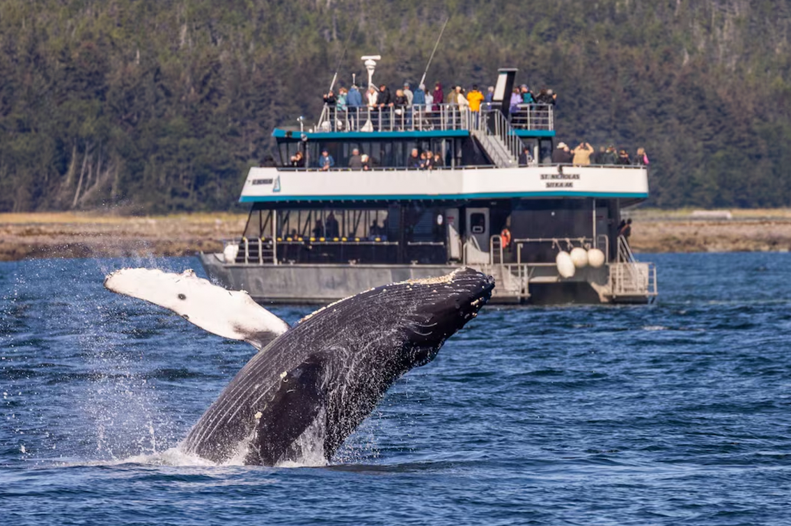 Des huskies tirent 3 visiteurs sur des traîneaux sur le flanc d'une montagne enneigée